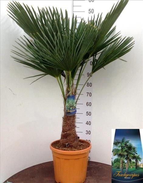 Vand palmieri,  plante exotice, bambus, lămâi, portocal, mandarin tei