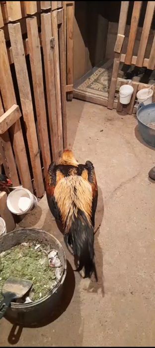 Ассалаумағалейкум 6.700кг түләк сатылады