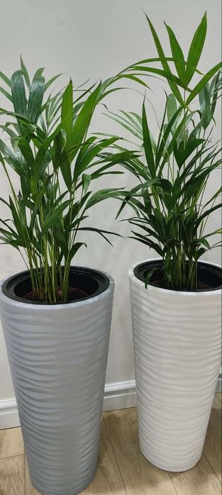 Комнатные цветы отличный подарок