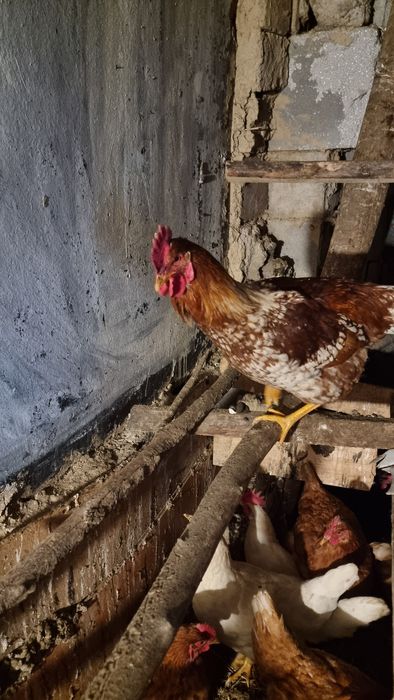 Продам петухов либо обмен
