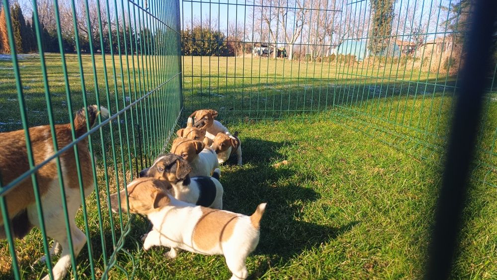 Джак ръсел териер