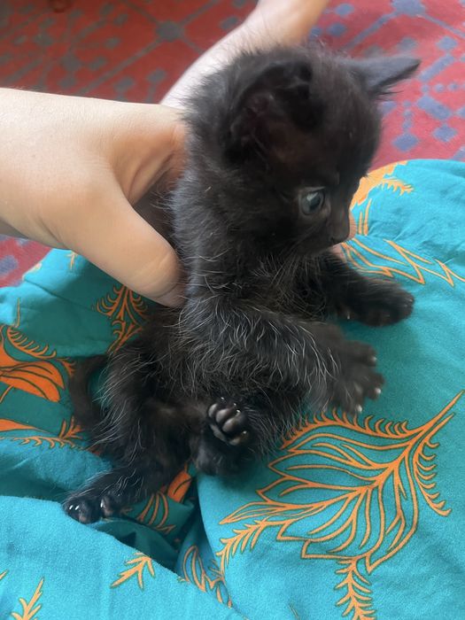Отдам котят в добрые руки