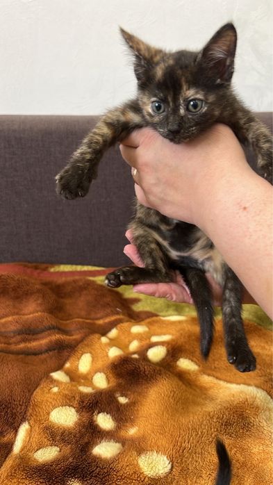 Отдам в добрые руки замечательных котят