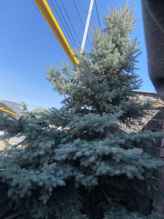 Голубая ёлка пушистый