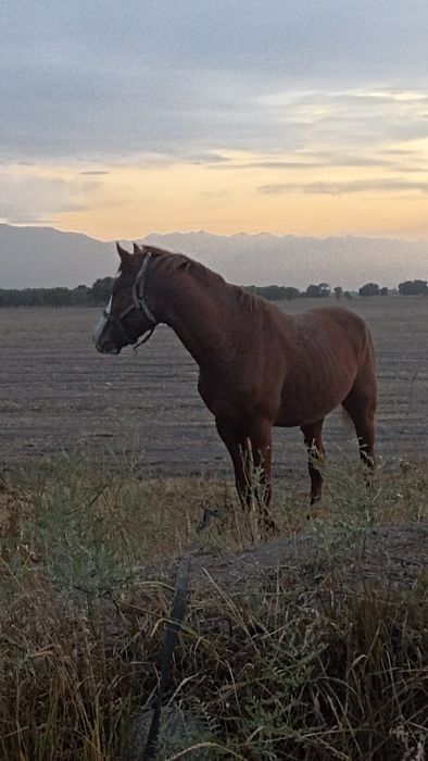 Айгыр сатамын 4 жасар