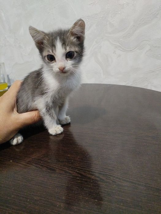 Отдам даром котёнка. .