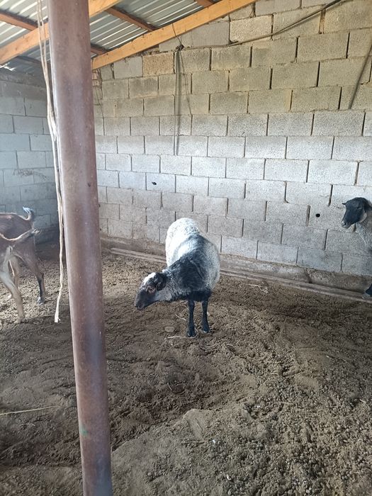 Обмен романовский кошкар 2, 5 года