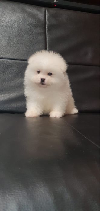 Pomeranian baietel