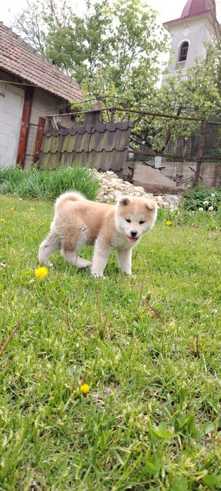 Femela Akita Inu