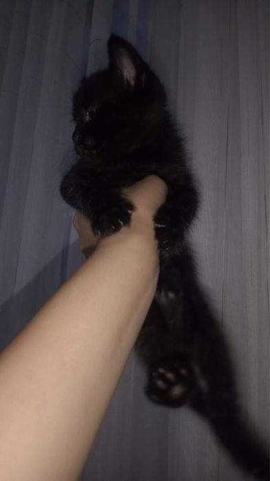 Отдам котят хорошие руки