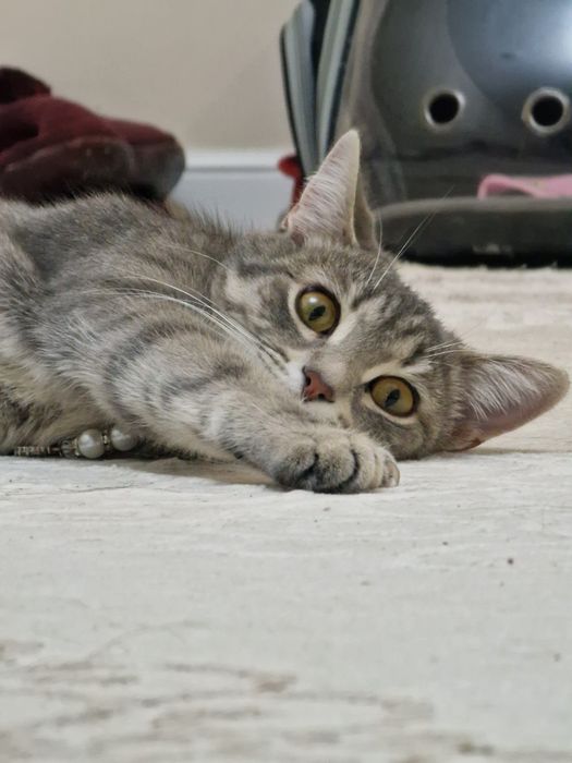 Кошечка скоттиш страйт