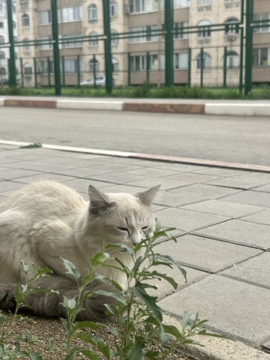 Пропал кот вознаграждение
