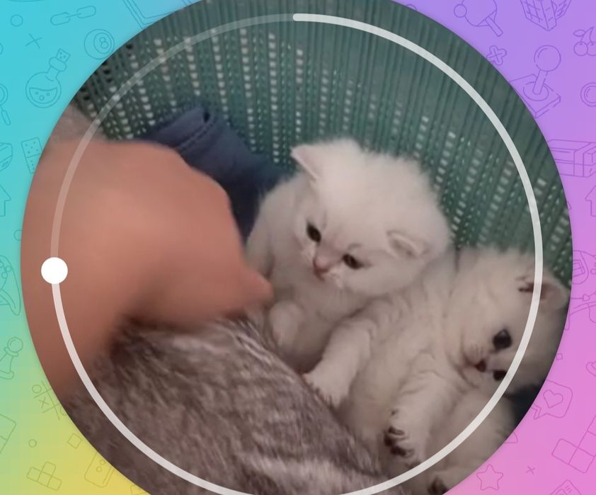 British o‘g‘ilbola 1 oylik mushuk sotiladi. Algoritm 31 kvartalda