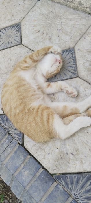 Продаю котят  3 месяца приучены к лотку