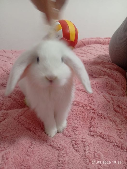 Кролик карликовый срочно