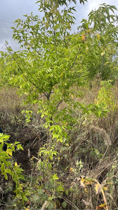 Клён татарский и остролистный