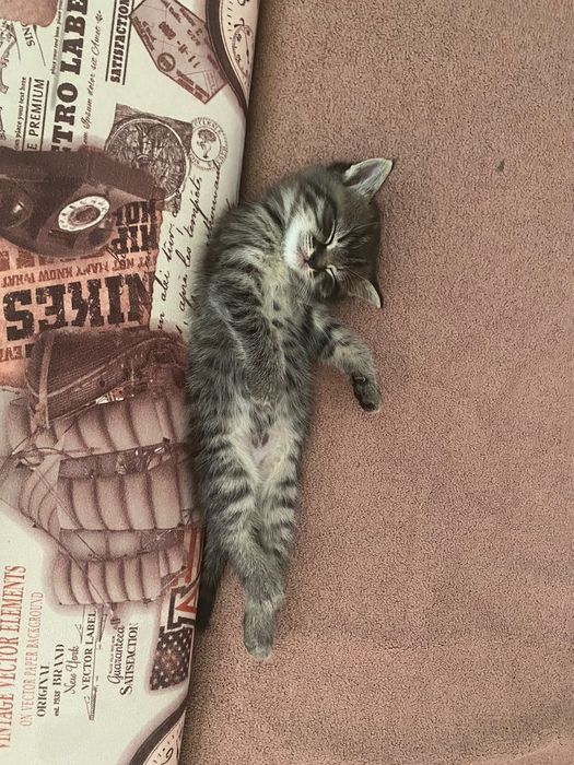 Отдам в добрые руки