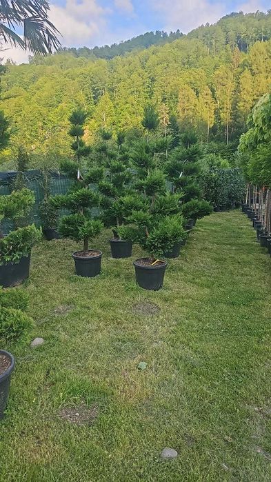 Magnolii, Măslini și Brazi Argintii - Calitate VIP, Montaj Inclus