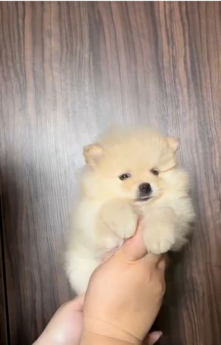 Померанский шпиц