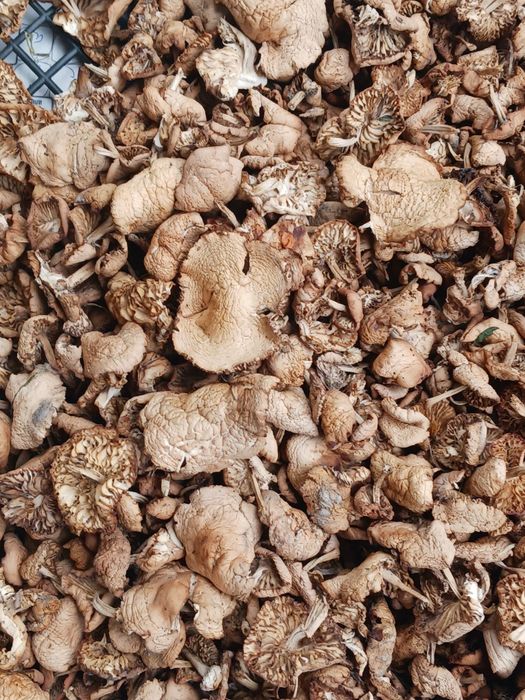 Суха манатарка и манатарка на прах, булка, челадинка, пачи крак