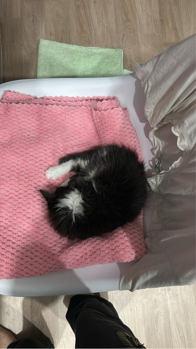 Котенок мальчик 1 месяц
