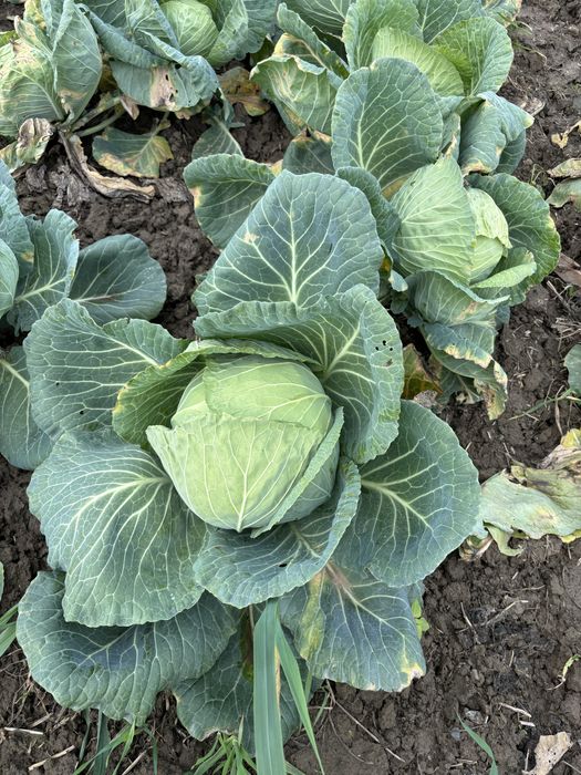 vând varză proaspătă