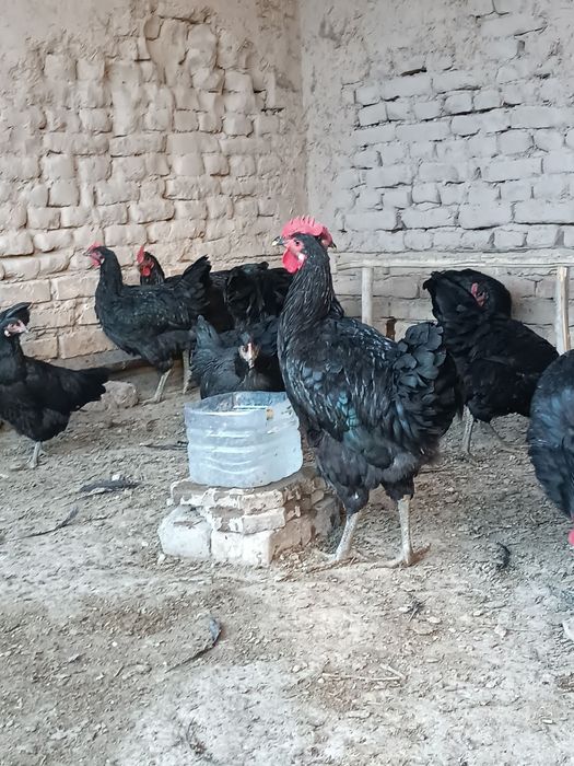 Onlayn tomosha qiling: Katta qora xoroz qattiq eshakka sigmaydi.