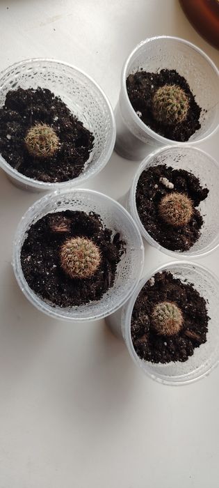 Кактусы отдам деток