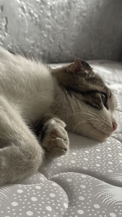 Вислоухая кошечка ищет дом