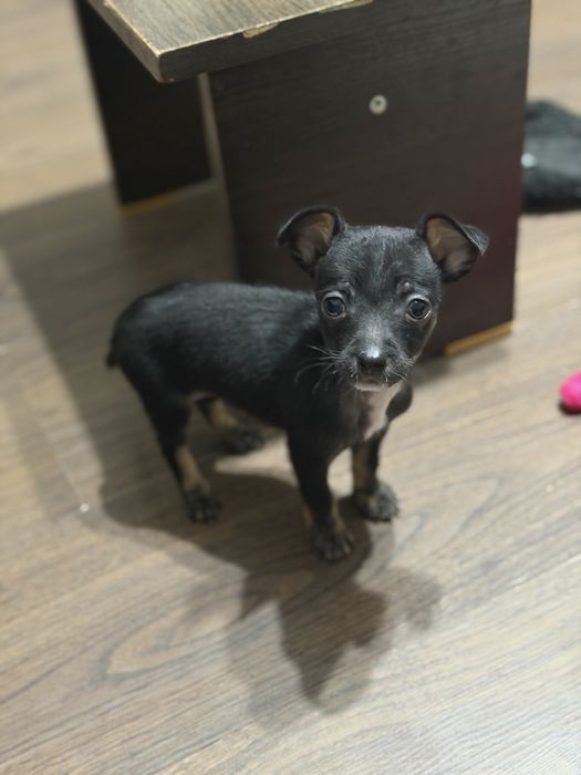 Той терьер щенки