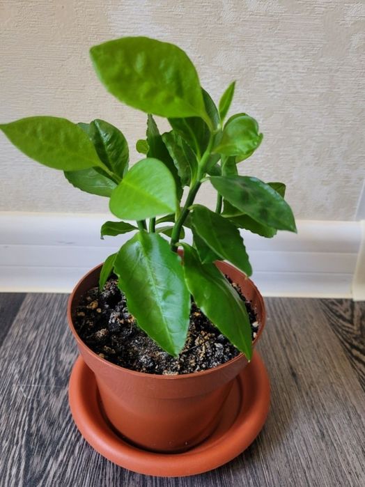 Фикус бенджамин от 1000 тг
