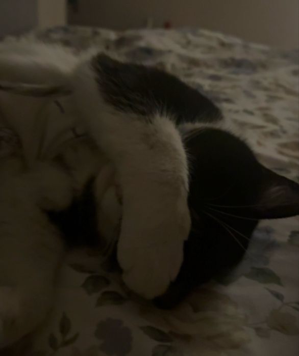 Отдам кошечек в добрые руки