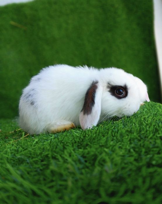 Karlik baran toza zot optom oganga kelishtiriladi