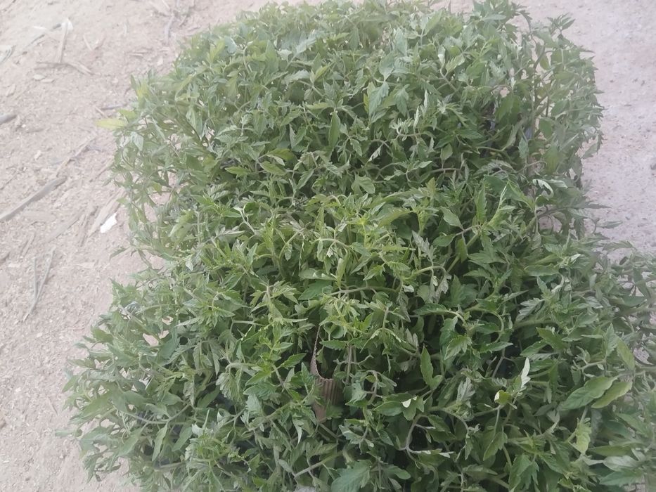 Висококачествен разсад от Родопите домати краставици и др.