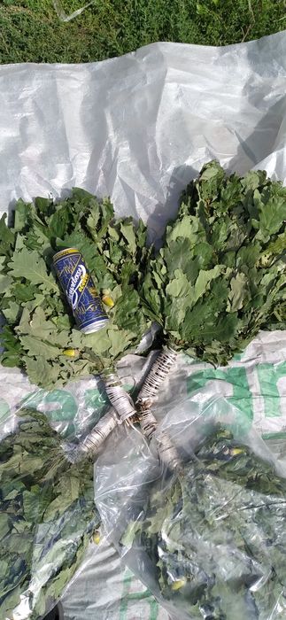 Веники дубовые !