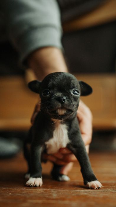 Продавам мини-чихуахуа