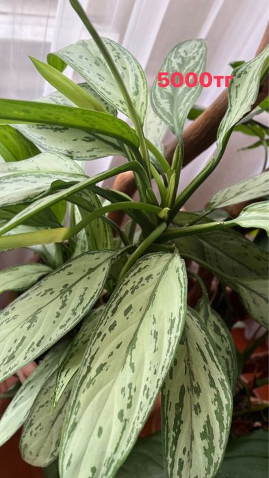 Продам комнатные цветы