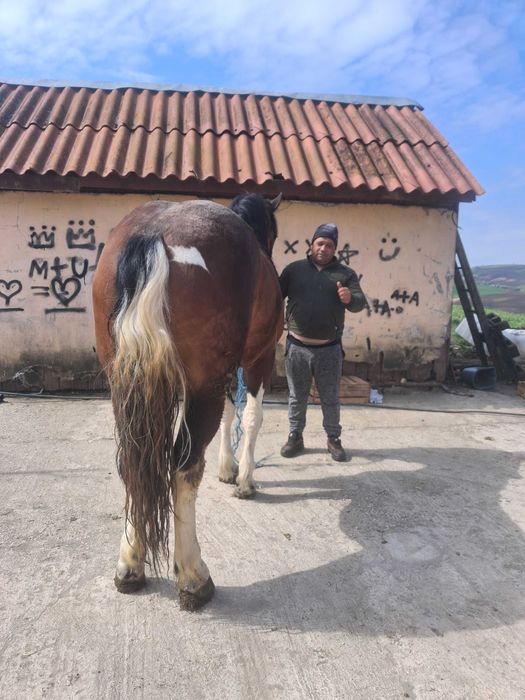 Manză de 2 ani gestanta