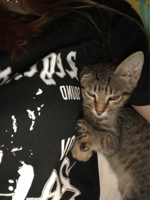 мысык в добрые руки