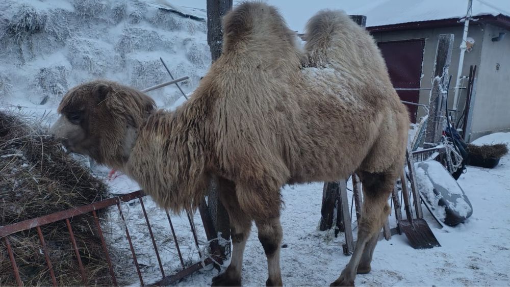 Туйе/ Түйе/ Верблюд 4жасар