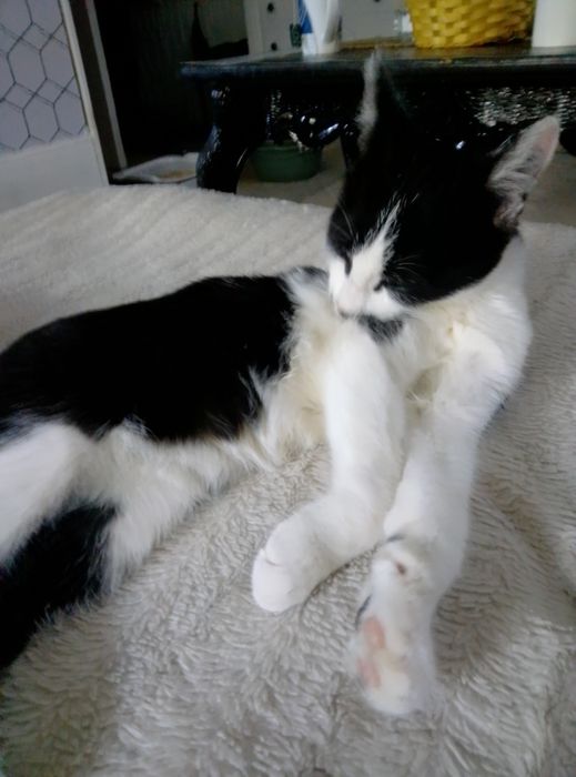 Котик Масик ищет маму