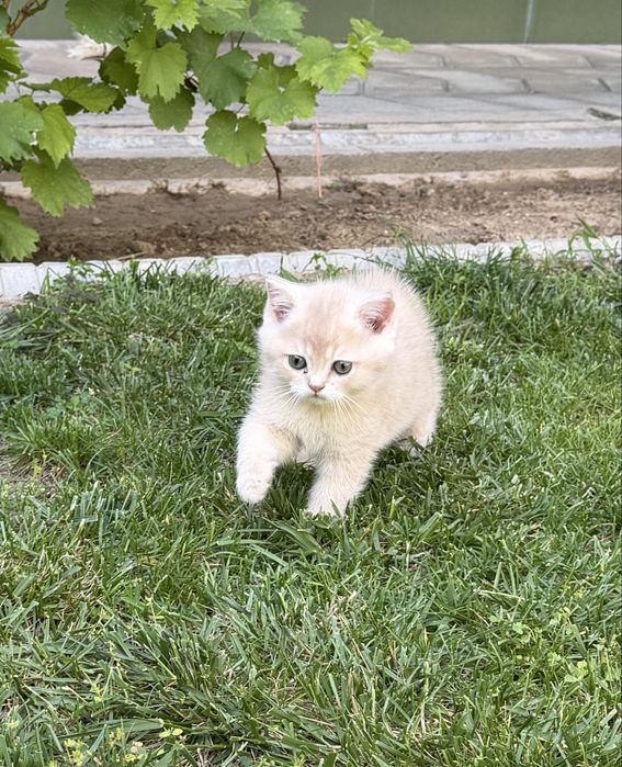 Britanskiy Shinshils 2 ta ogil bola