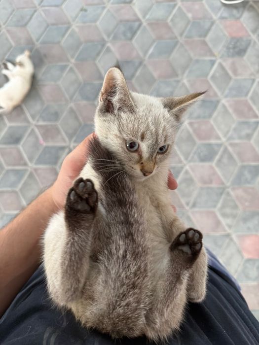 Котята 3-х месячные