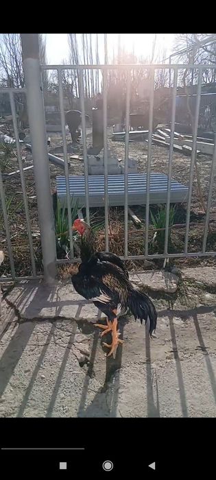 Дакан хуроз сотилади