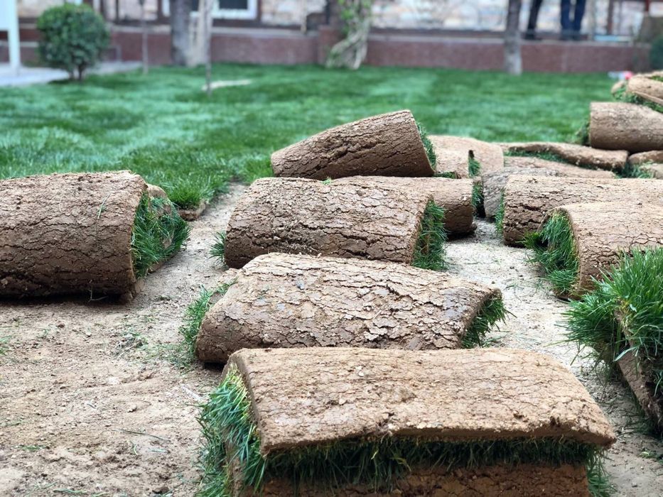 Gazon landshftniy dizayin