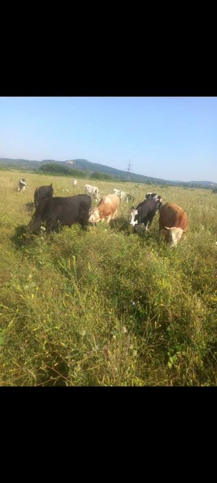 Vand lot: 15 bucăți (12 masculi,3 femele). Rasa Simmental, Baltati și Bruni.