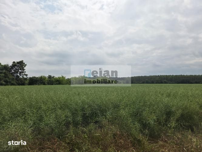 Ciolpani - Padurea Snagov 628 Mp, Toate Utilitatile, Padure, 18 Deschi