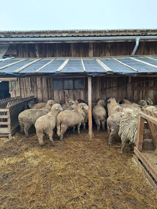 Vând Berbeci  Merinos și Cărăbași