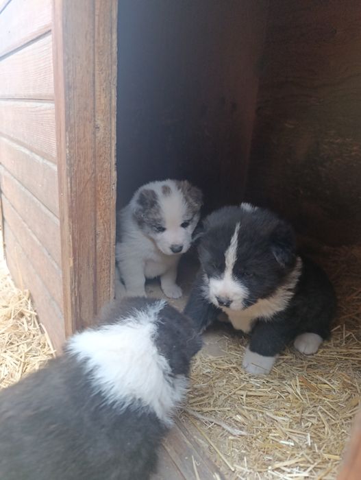 Щенята акиты отдам бесплатно