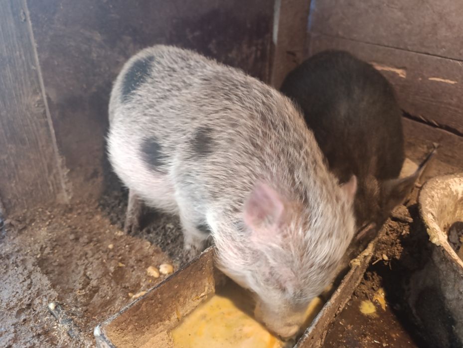 Продавам виетнамско прасе